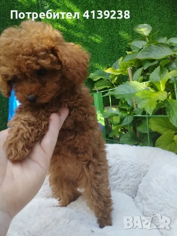 Той Пудел Poodle toy , снимка 5 - Пудели - 56532103