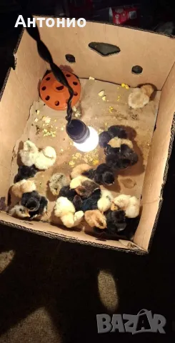 Малки селски пилета