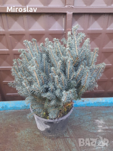 Коледен кълбовиден смърч