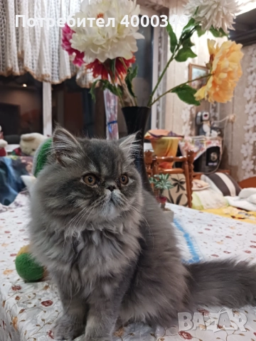 Продавам персийско женско коте, снимка 9 - Персийска - 52506801
