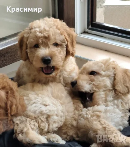 Продавам чистокръвни кученца мини пудел., снимка 2 - Пудели - 55970138