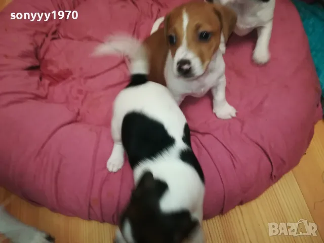 ДЖАК РЪСЕЛ-БЕБЕНЦА НА 40 ДЕНА 250ЛВ ЗА ЕДНО 3101251807, снимка 14 - Джак ръсел териер - 48909983