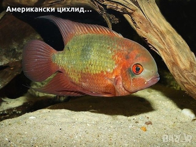 Hypselecara temporalis