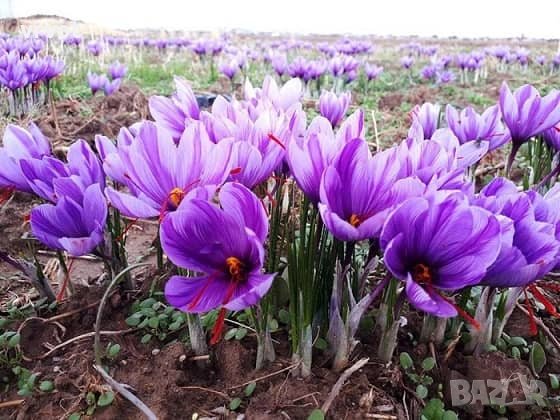 Шафран,Чудесна подправка, най-скъпата в света,една от най-известните,използвана от древността, снимка 10 - Хранителни добавки - 40092630