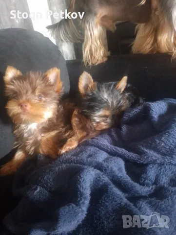 Мини йорки, снимка 1