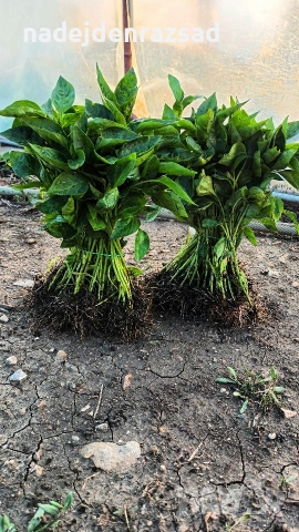 Готов разсад ранни домати краставици ягоди, снимка 5 - Разсади - 53942089