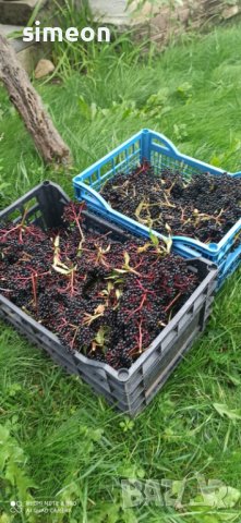 СИРОП от черен БЪЗ бутилка 0,500мл- 10лева, снимка 5 - Хранителни добавки - 38417484