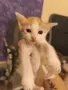 Подарявам котенца , снимка 2