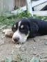Подарявам малки кученца, снимка 4