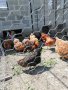 Пилета, еднодневни Бройлери и пъдпъдъци, снимка 14
