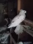 Продавам Гълъби Демкежи, снимка 6