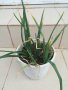 лук в саксия с пръст-за дома терасата 2102241331, снимка 2