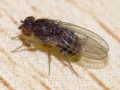 Нелетящи плодови мушици, дрозофили (Drosophila melanogaster 'Wingless' и Drosophila hydei), снимка 2
