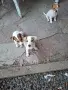 Джак Ръсел Териер, снимка 1