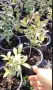Oгнен храст - Euonymus alatus ​ Студоустойчив , снимка 7