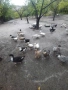 Патици , снимка 3