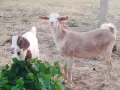 Продавам 2 женски ярета, снимка 5
