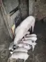 прасета от Село Тополчане , снимка 8