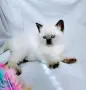 Шотландски със сини очи. , снимка 6
