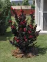 Индийски люляк Lagerstroemia indica Black Diamond Crimson red, снимка 3