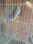 продавам малки александри, снимка 10