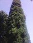 Дърво кипарѝс (Cupressus sempervirens), снимка 6