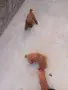 Tyi Mini Pydel Sladyri, снимка 13