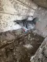 Пощенски гълъби, снимка 1