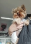 Йоркширски териер , снимка 1