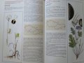 Červená kniha. Vol. 5: Vyššie rastliny Оhrozených a vácnych druhov rastlín a živočíchov SR a ČR 1999, снимка 5