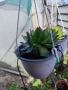 Продавам семпервивум , снимка 2