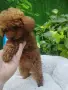 Той Пудел Poodle toy , снимка 5