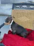 American Bully XL, снимка 8