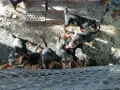 БАЛКАНСКИ ГОНЧЕТА, снимка 11