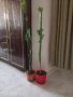Кактуси Еуфорбия Тригона, снимка 1 - Стайни растения - 42863856