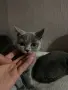 Британска късокосместа , снимка 4