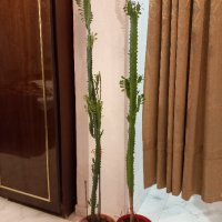 Кактуси Еуфорбия Тригона, снимка 6 - Стайни растения - 42863856