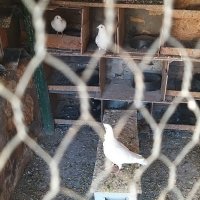 Продавам неизлизали пилета бели спортни пощи, снимка 6 - Гълъби - 29398011