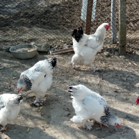 9 месечни петли БРАМА, снимка 10 - Кокошки и пуйки - 44605143