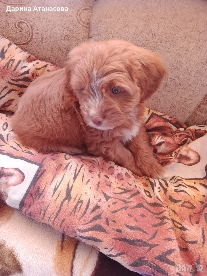 Пудел МАЛТИПУ, снимка 1