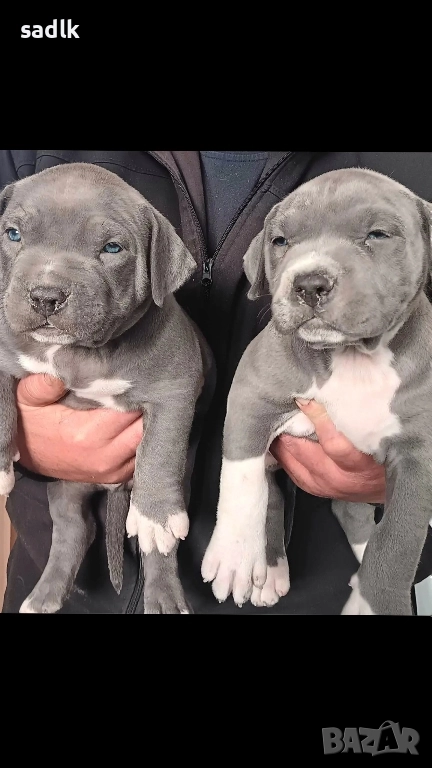 питбул блу нос мъжки и женски, снимка 1