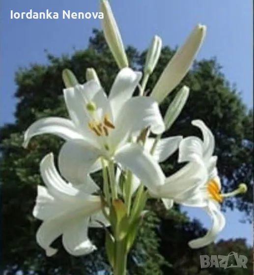 Бял крем-лилиум, снимка 1
