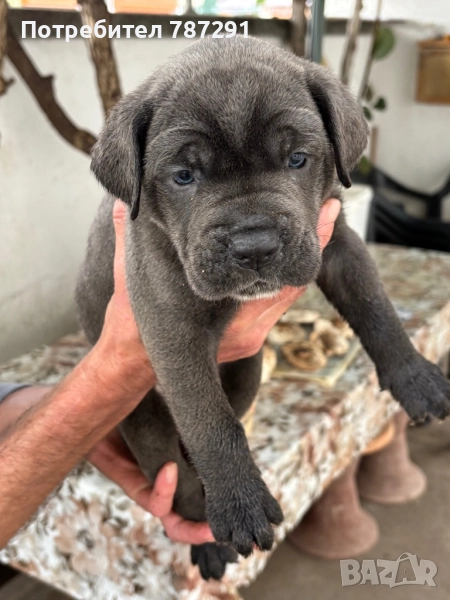 Малки Кане Корсо , снимка 1