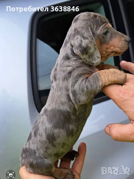 Дакел,мини дакел, снимка 1