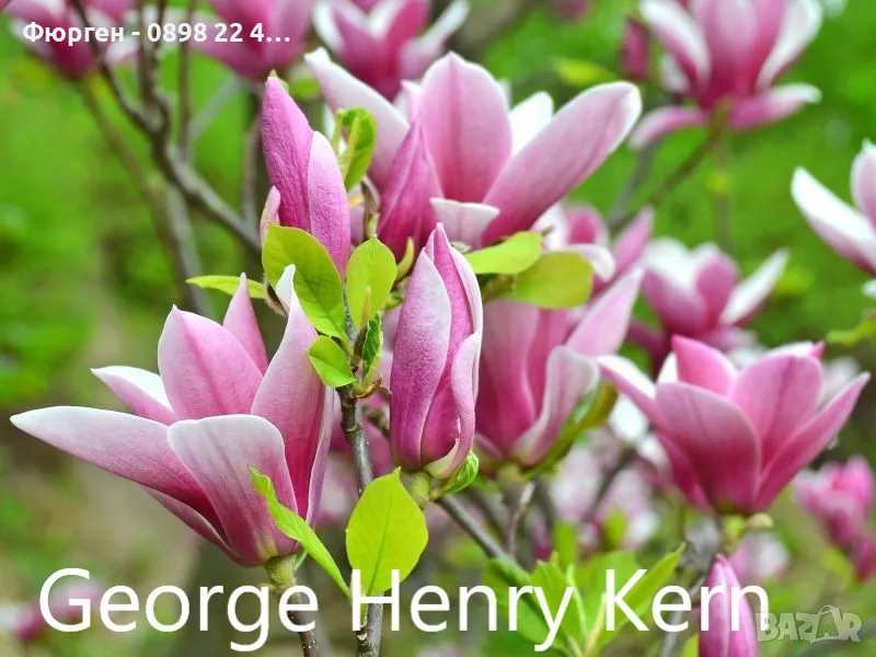 Магнолия - Magnolia НАЛИЧНИ 21 ВИДА Студоустoйчиви, снимка 1