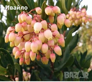 Arbutus unedo Rubra - Розово ягодово дърво, снимка 1