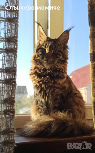 Търсим си партньор мъжки Мейн Кун , снимка 1