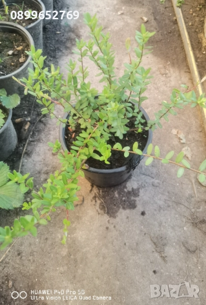 Червена американска боровинка, снимка 1