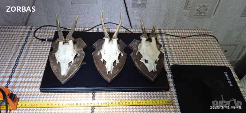  трофей - рога от сръндак с череп 3 броя - 1956 и 1966 год., снимка 1