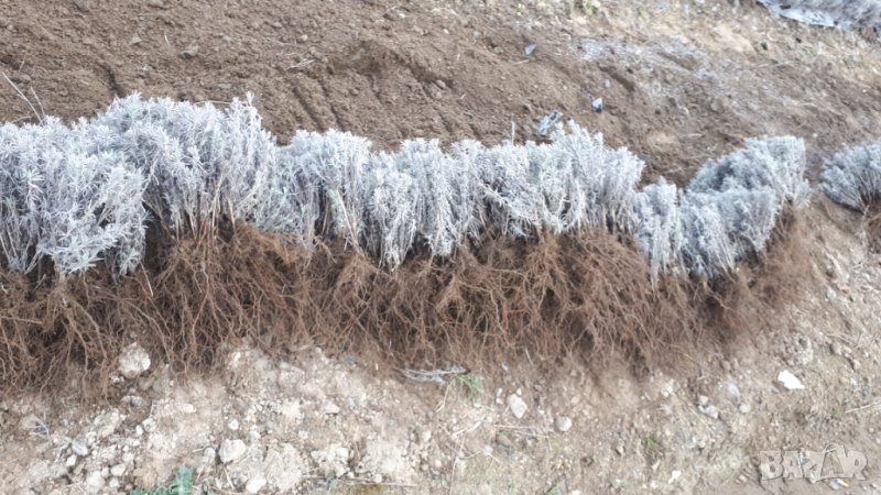 Разсад лавандула , снимка 1